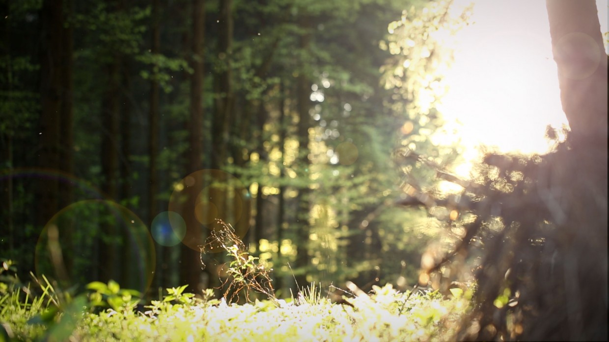 Mountainbike Kickach Bild 1